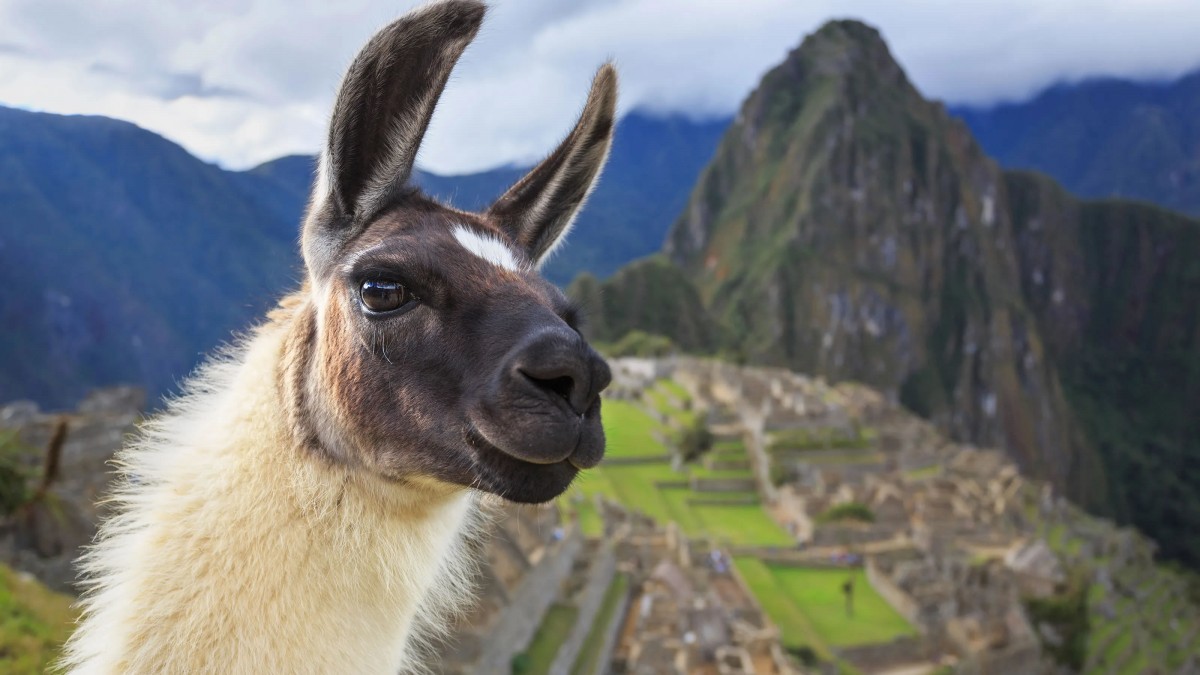 Meta tiếp tục hoãn ra mắt siêu mô hình AI Llama 4 Behemoth