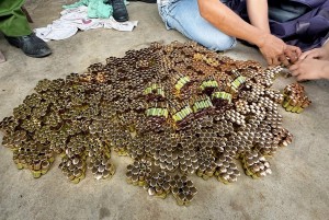 Thông tin mới nhất xung quanh nấm Ngưu Chương Chi 