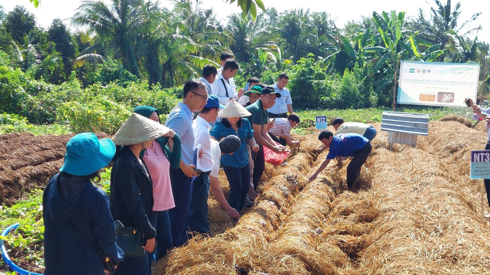 Biến rơm rạ thành 