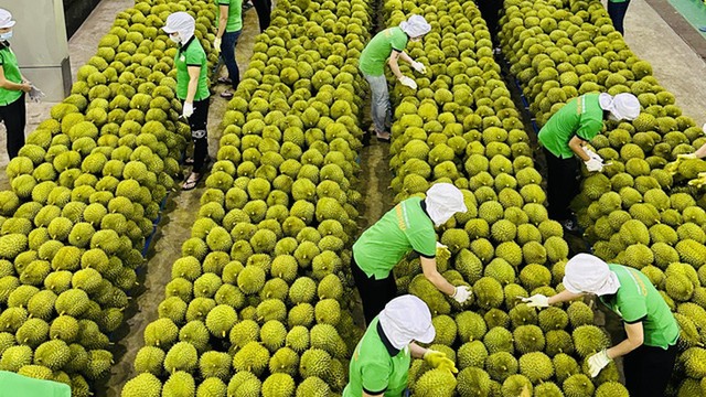 Cục Hải quan chỉ đạo ưu tiên thông quan sầu riêng và nông sản chính vụ