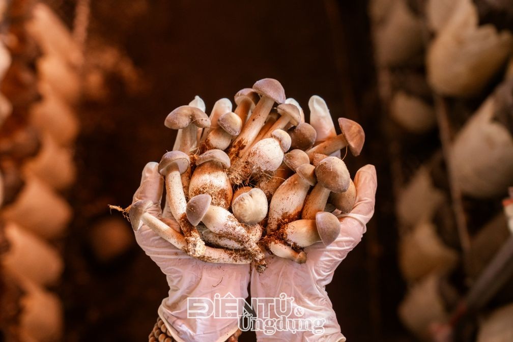 Một mảnh đất, hai mùa gặt