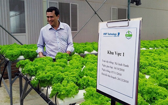 Vườn thủy canh xà lách trong nhà kính với giải pháp nông nghiệp thông minh VNPT. Ảnh: Vietnamnet.