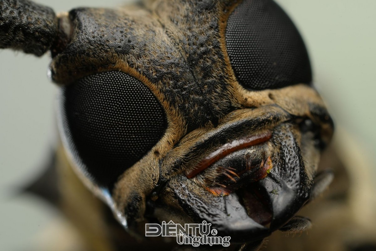 Sony ra mắt ống kính tele macro FE 100mm F2.8 Macro GM OSS Sony ra mắt ống kính tele macro FE 100mm F2.8 Macro GM OSS