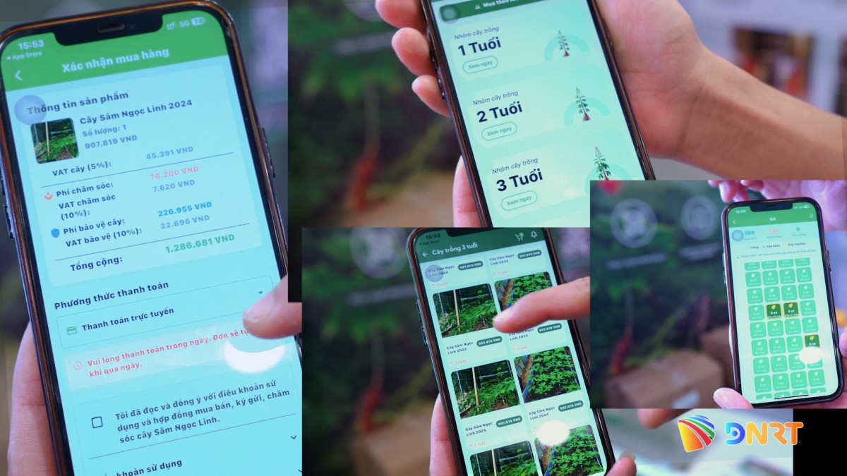 Ứng dụng iWe Fram giúp khách hàng trồng sâm Ngọc Linh dễ dàng hơn (baodanang.vn).