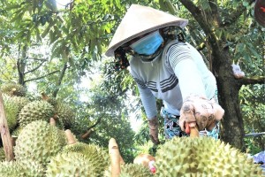 100% thủ tục cấp mã số vùng trồng sẽ thực hiện trên môi trường số