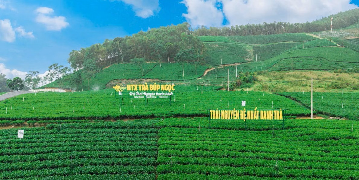 Vùng chè La Bằng (Thái Nguyên).