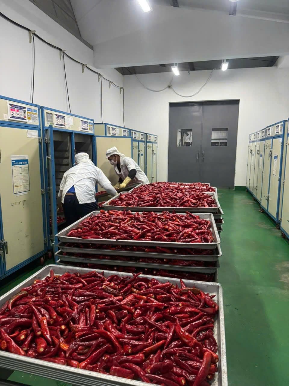 CJ và KOICA tiếp tục đồng hành cùng vùng nguyên liệu ớt Tầm Ngân