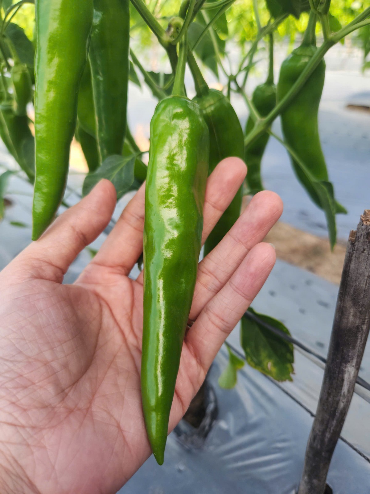 CJ và KOICA tiếp tục đồng hành cùng vùng nguyên liệu ớt Tầm Ngân