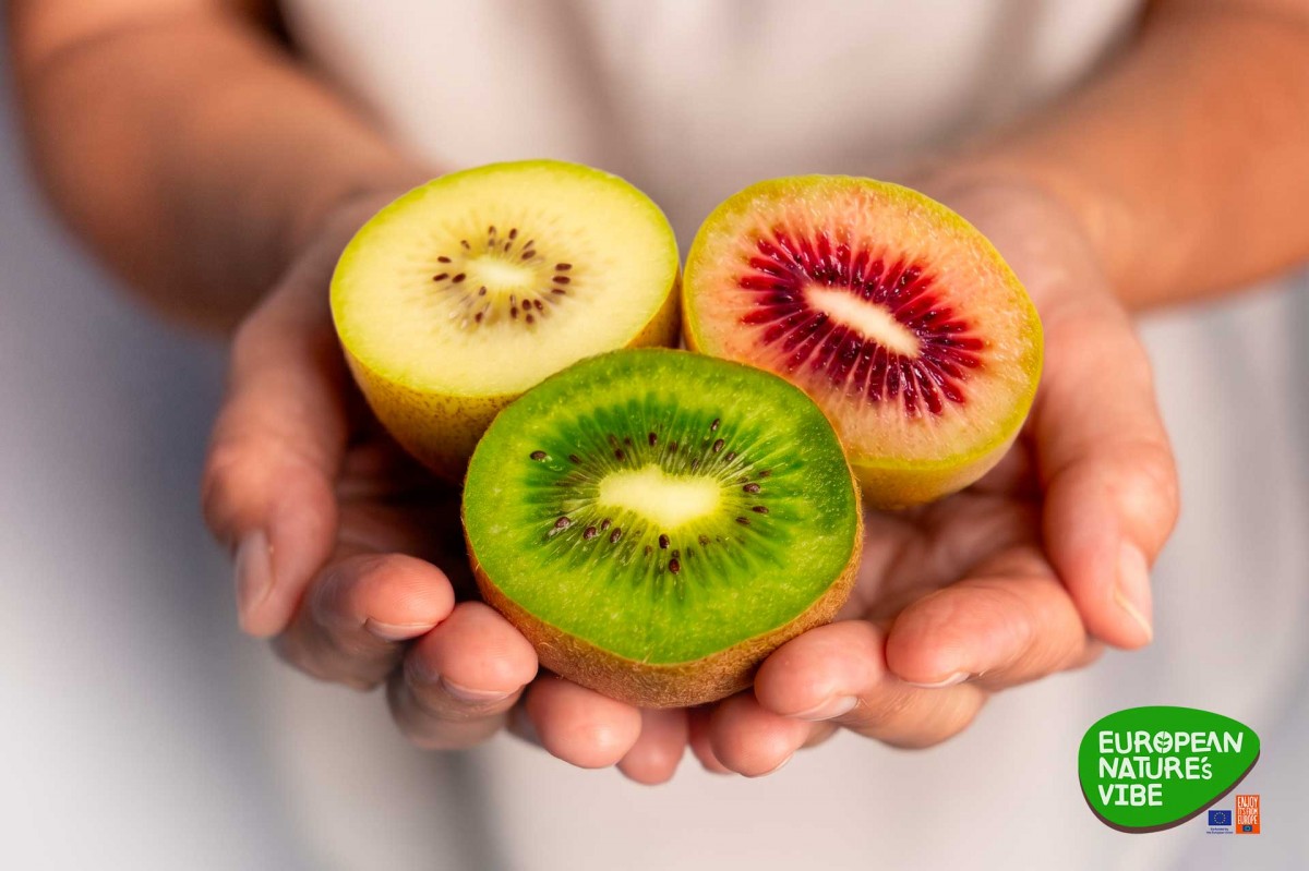 Kiwi Italy bước vào mùa thu hoạch mới, mở rộng tiếp cận thị trường Việt Nam Kiwi Italy bước vào mùa thu hoạch mới, mở rộng tiếp cận thị trường Việt Nam
