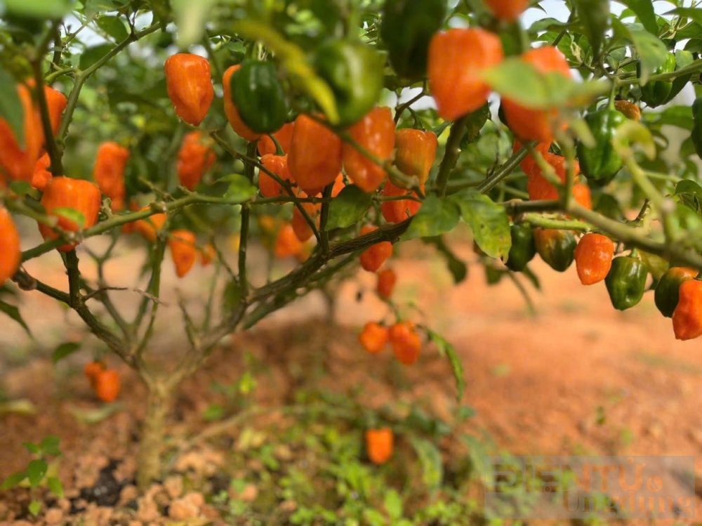 hanh trinh dam me trong ot cua yen nhi tu ban dia den quy hiem