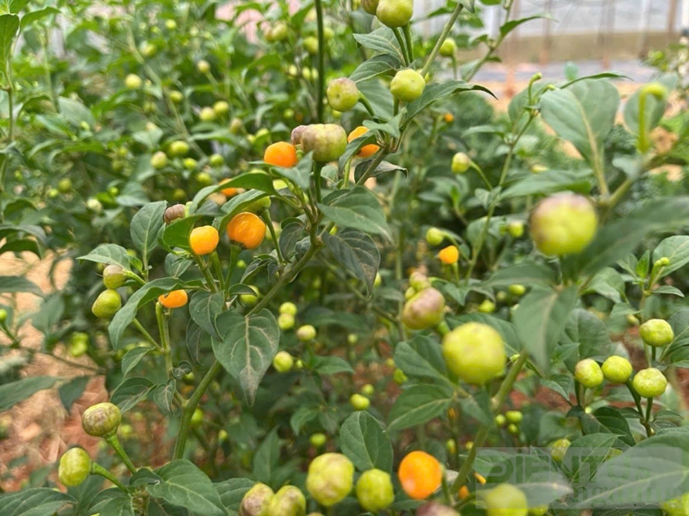 hanh trinh dam me trong ot cua yen nhi tu ban dia den quy hiem