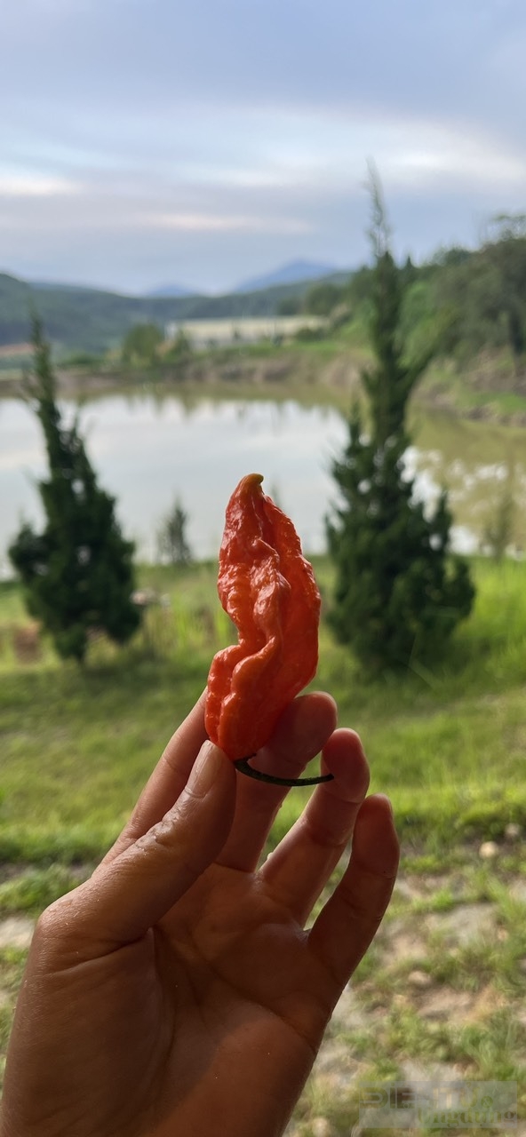 hanh trinh dam me trong ot cua yen nhi tu ban dia den quy hiem