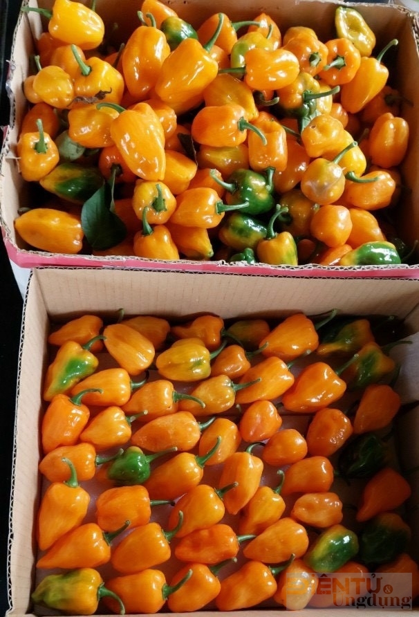 hanh trinh dam me trong ot cua yen nhi tu ban dia den quy hiem