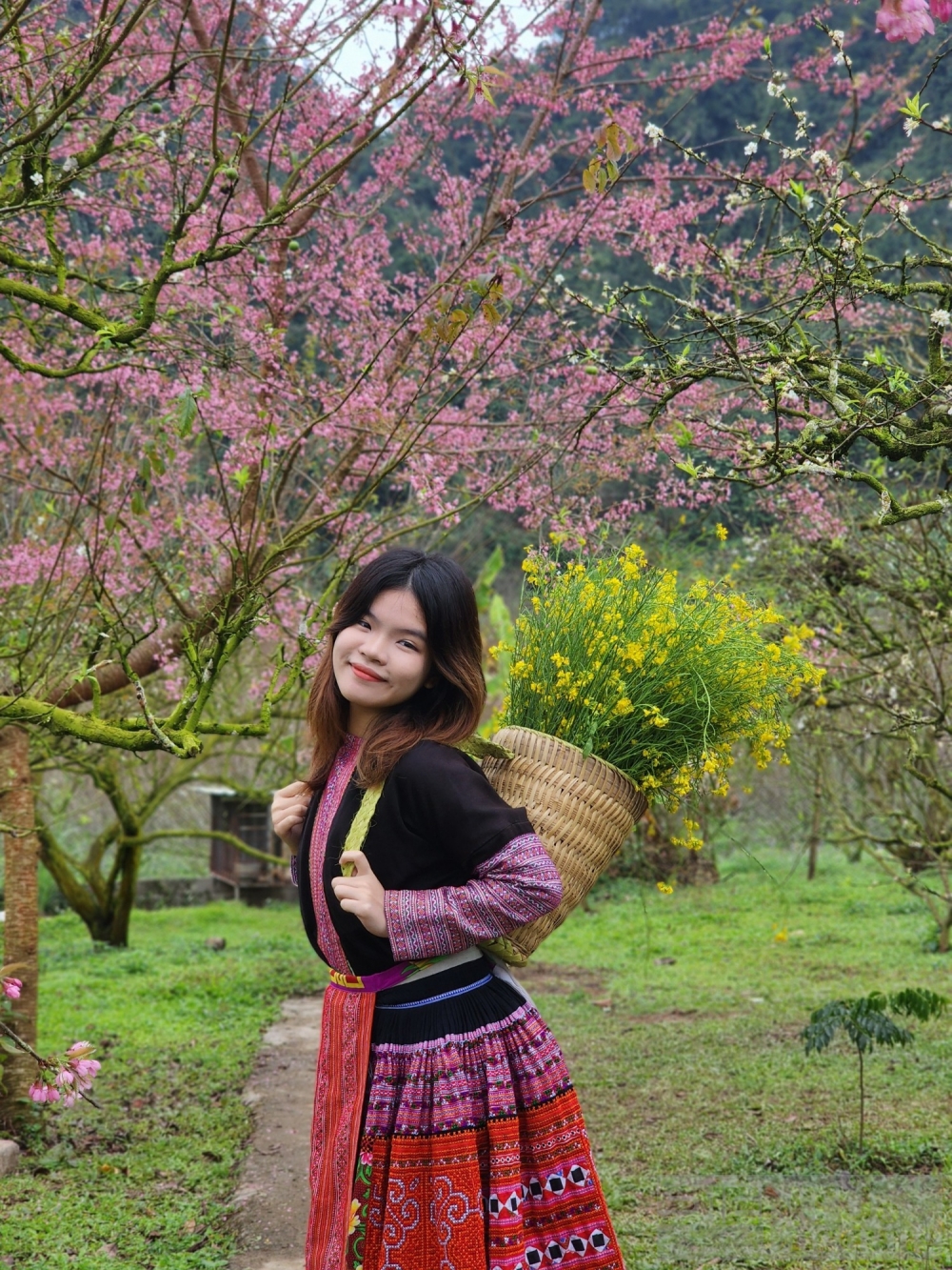 hoa dao hoa man vung cao khoe sac dip tet nguyen dan giap thin 2024