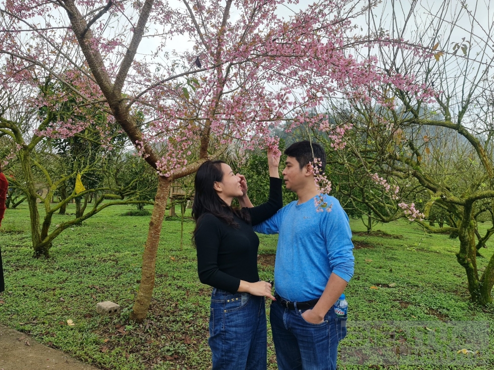 hoa dao hoa man vung cao khoe sac dip tet nguyen dan giap thin 2024