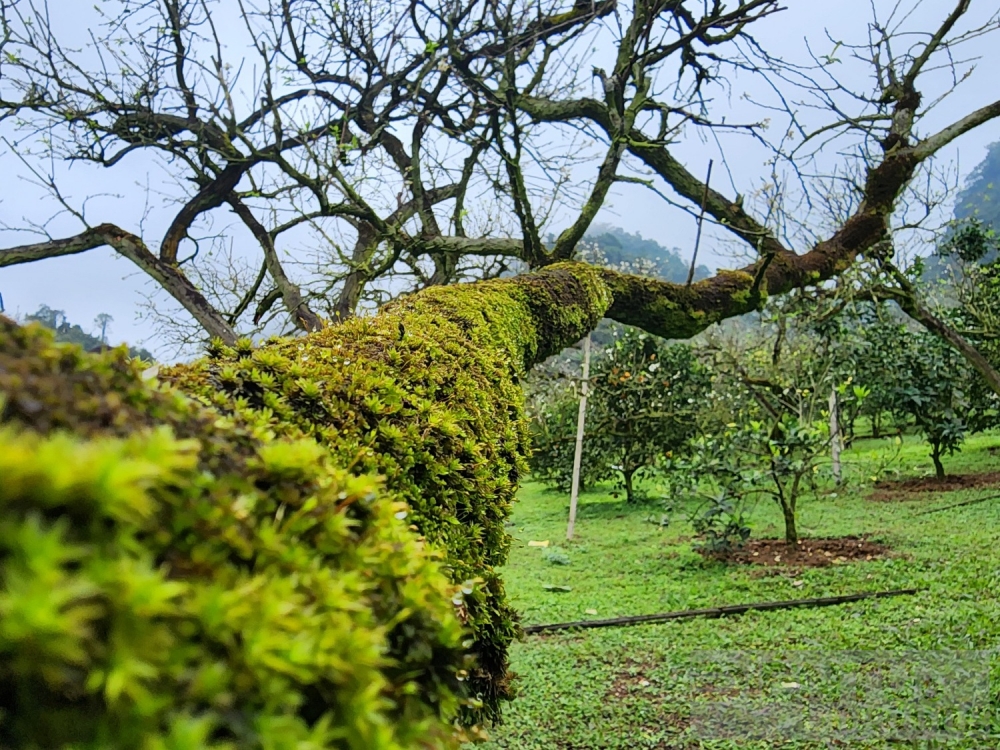 hoa dao hoa man vung cao khoe sac dip tet nguyen dan giap thin 2024