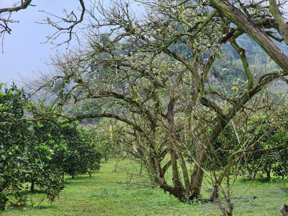 hoa dao hoa man vung cao khoe sac dip tet nguyen dan giap thin 2024