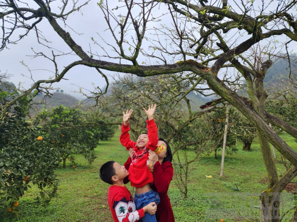 hoa dao hoa man vung cao khoe sac dip tet nguyen dan giap thin 2024