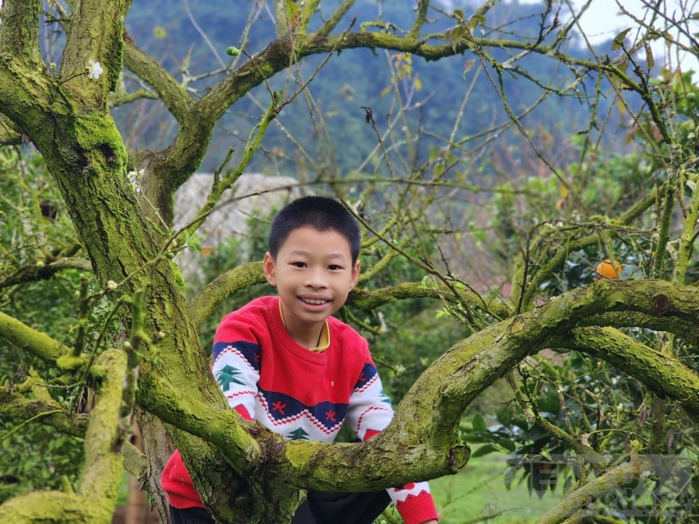 hoa dao hoa man vung cao khoe sac dip tet nguyen dan giap thin 2024