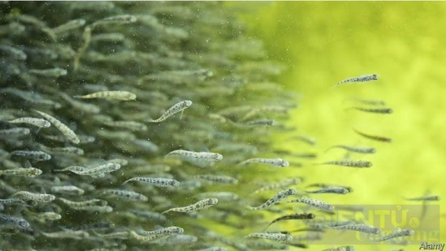 Hệ thống lọc RAS giúp nuôi cá trên cạn trong các bể