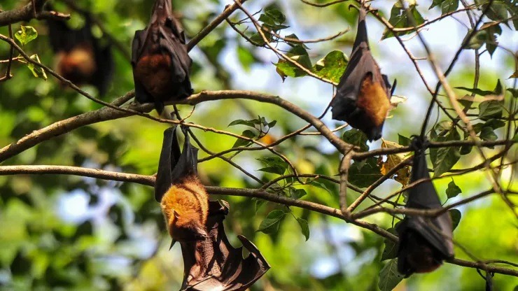 tim hieu ve virus nipah dang gay lo ngai tai an do